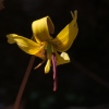 Erythronium americanum, Yellow trout-lily